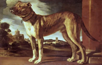 Portret van een Hond